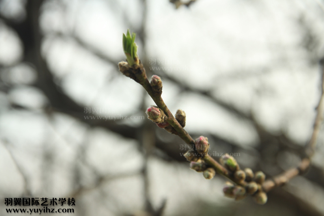 摄影培训班学员赴上海植物园拍摄练习情景