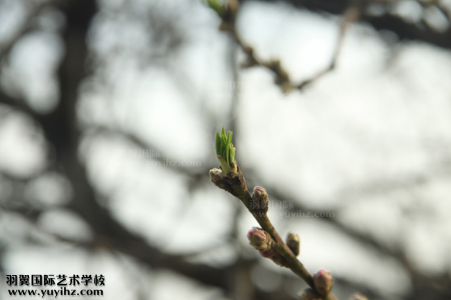 摄影培训班学员赴上海植物园拍摄练习情景