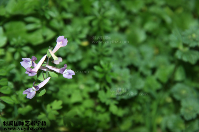 摄影培训班学员赴上海植物园拍摄练习情景