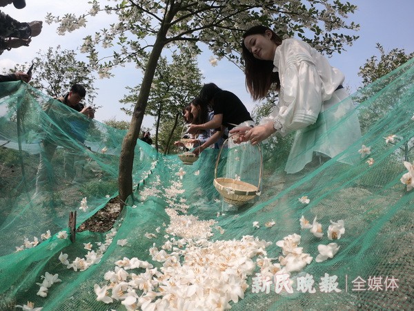 中国梦丝路情 茉莉花开文化节开幕