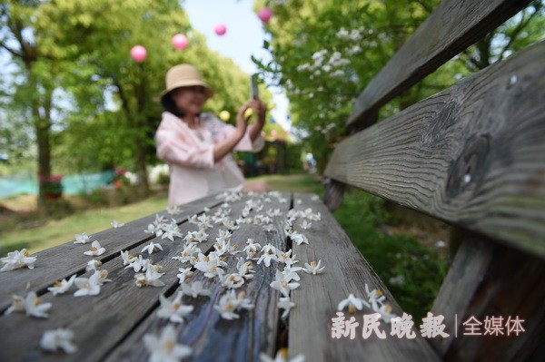 中国梦丝路情 茉莉花开文化节开幕